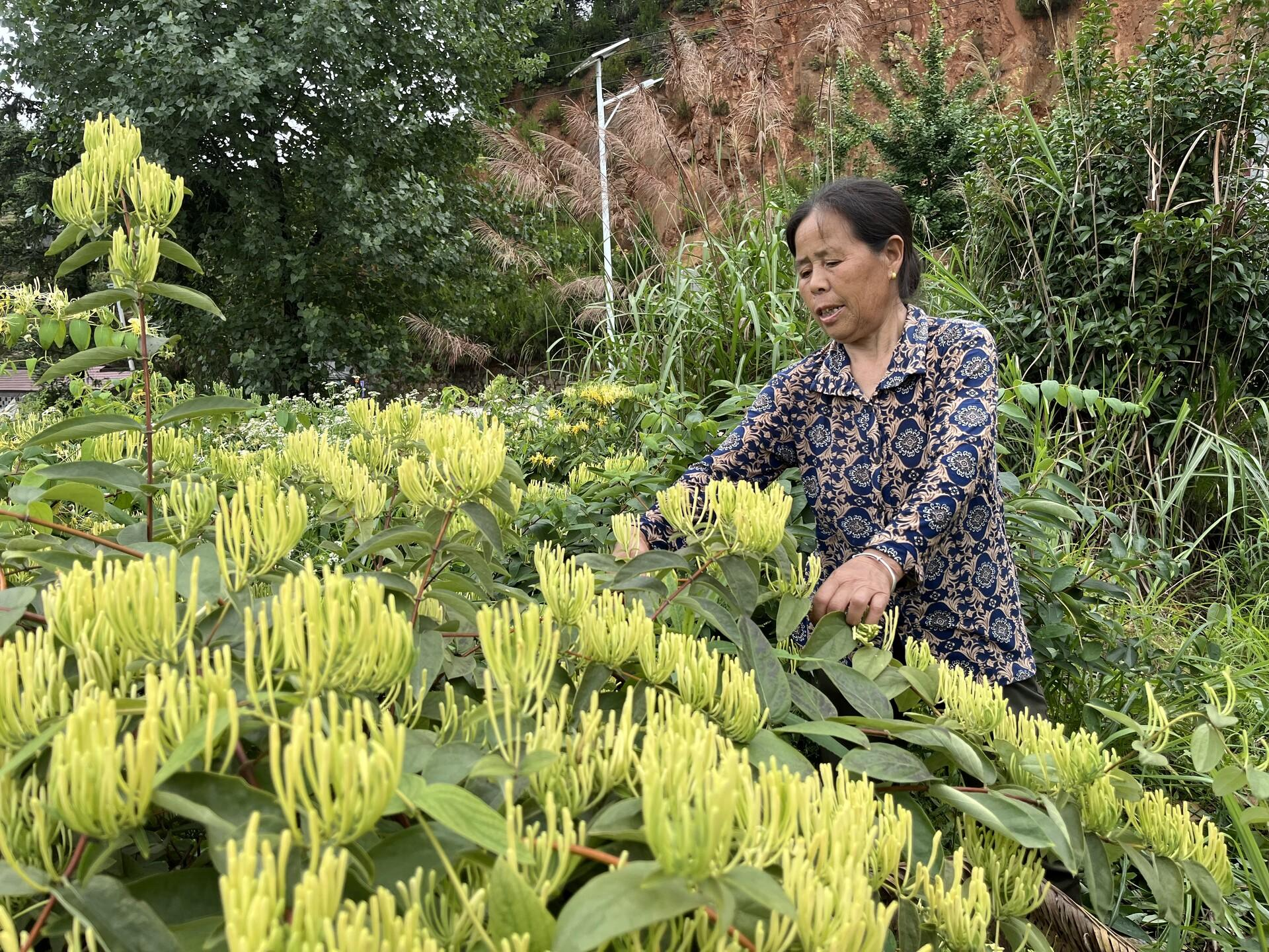 湖南中方县：金银花开“金银”来 特色产业赋能乡村振兴